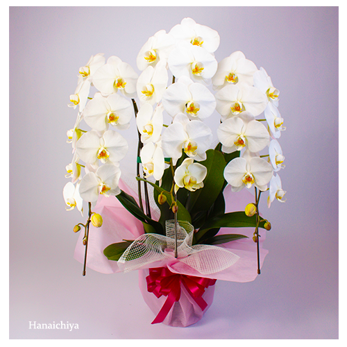 胡蝶蘭 つぼみ含み33輪程度 札幌市内 フラワーギフト 有限会社花いちや